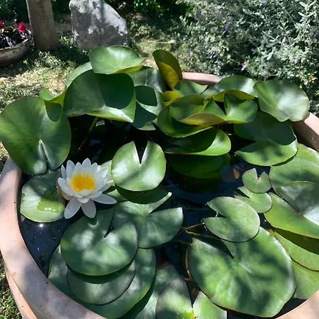 Apartment Dora