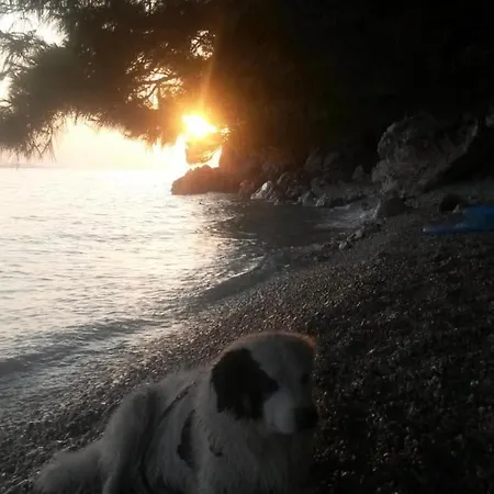 Dora Makarska